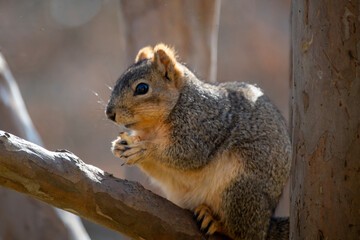 Obraz premium Gray squirrel eating nut while perched on tree branch