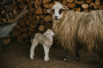 Fototapeta premium Small newborn lamb and ewe.