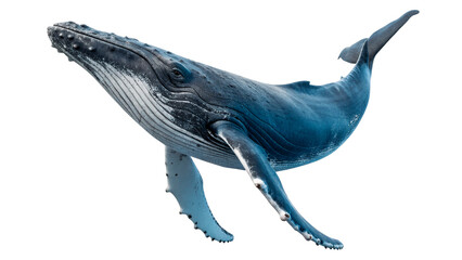 Humpback whale swimming isolated on transparent background cut out © Ivan