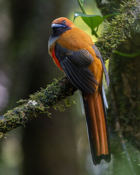Nature wildlife of Whitehead's Trogon bird endemic of Borneo perching on a branch in a green forest
