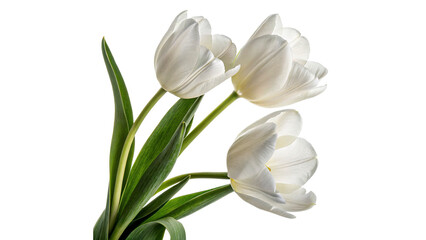 Three white tulips green stems and leaves are arranged in a bunch isolated on transparent background cut out © Ivan