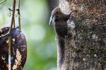 Obraz premium A close-up image of a Black-banded Squirrel (Callosciurus nigrovittatus) clinging to the trunk of a mossy tree in a tropical forest