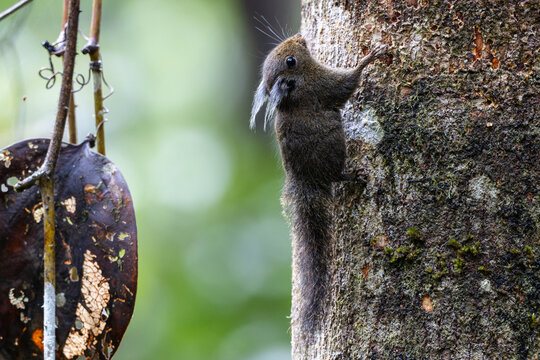 A close-up image of a Black-banded Squirrel (Callosciurus nigrovittatus) clinging to the trunk of a mossy tree in a tropical forest