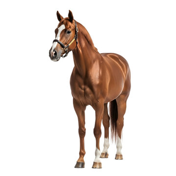 Majestic chestnut horse wearing leather halter isolated on white background