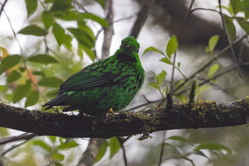 Obraz premium Nature wildlife image Whitehead's Broadbill bird endemic of Borneo
