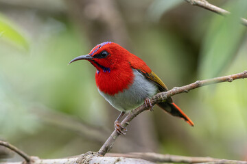Beautiful Temminck's Sunbird (Aethopyga temminckii) in montane forest Sabah ,Borneo