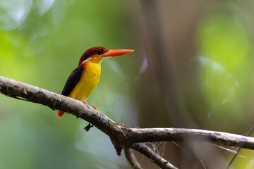 Nature wildlife image of Rufous backed Kingfisher perched on branch