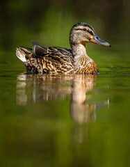 Obraz premium Mallard duck swimming calmly on a tranquil pond with blurred background