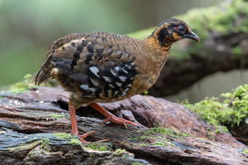Red-breasted partridge couple standing on a mossy rock in the rainforest