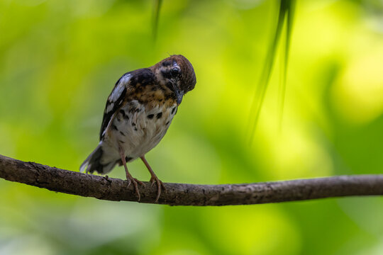 Wildlifd bird of Chestnut-capped Thrush perched in a tree with blur green background