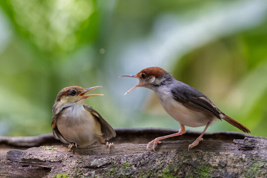 rufous-tailed tailorbird perched on a thorny branch in a lush rainforest environment