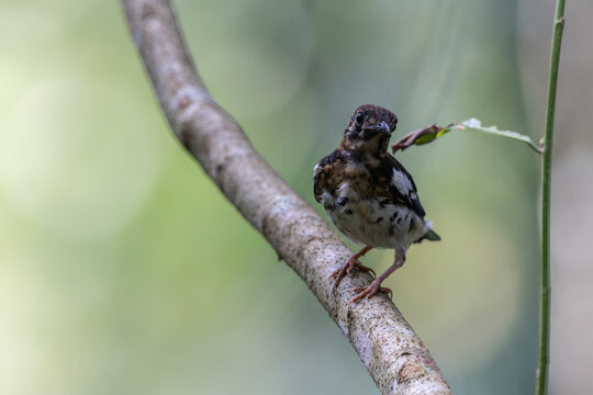 Wildlifd bird of Chestnut-capped Thrush perched in a tree with blur green background