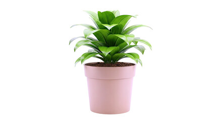 Obraz premium Potted Dracaena Fragrans plant with green leaves against a white background