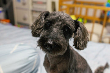 Portrait image of 8 years old black poodle puppy