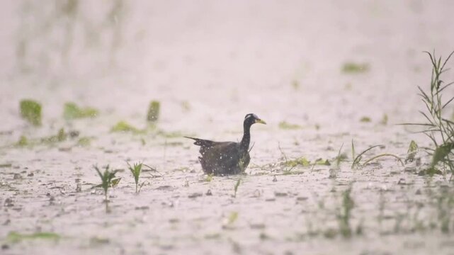 Wild Sunbittern Save Their Lives in Heavy Rain.