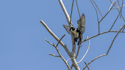 White fronted falconet or Bornean falconet perching in the wild