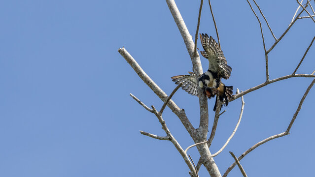 White fronted falconet or Bornean falconet perching in the wild