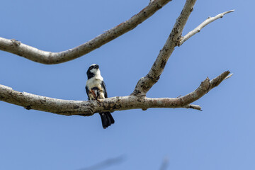 White fronted falconet or Bornean falconet perching in the wild