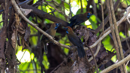 Nature wildlife image of Fluffy backed tit babbler bird brown with distinctive blue-ringed eyes © alenthien