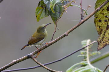 Beautiful Temminck's Sunbird (Aethopyga temminckii) in montane forest Sabah ,Borneo