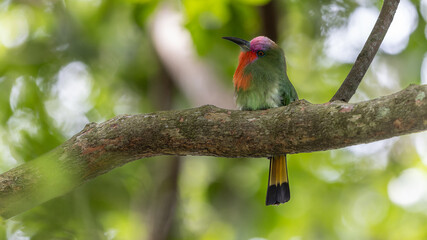 Close-up of a red-bearded bee-eater displaying its vibrant plumage while perched on a branch