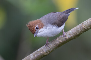 Nature wildlife endemic bird of borneo Chestnut Crested Yuhina on perch at Sabah, Borneo