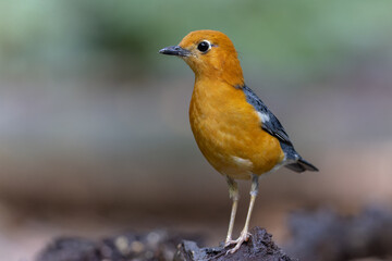 Nature wildlife image of uncommon resident bird Orange-headed thrush in Sabah, Borneo