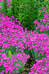 Fototapeta premium 589-09 Dianthus Pink