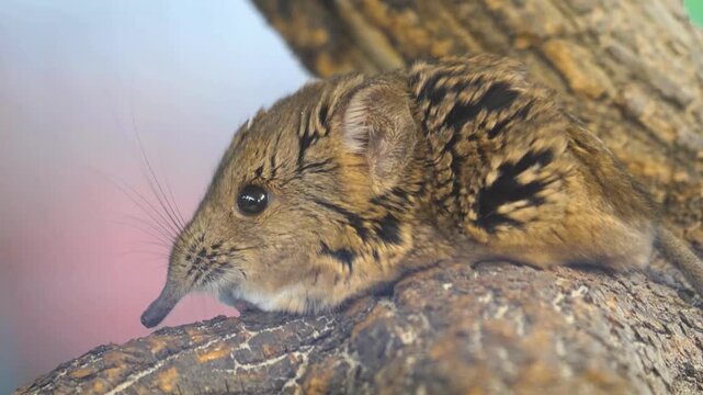Rare Elephant Shrew Foraging For Food In Natural African Habitat