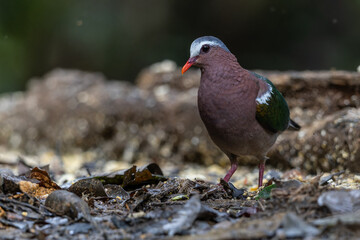Obraz premium An enchanting image of the Emerald Dove (Chalcophaps indica) perched amidst the lush green foliage of a tropical forest.