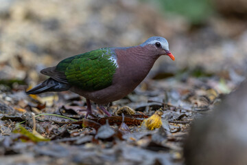 An enchanting image of the Emerald Dove (Chalcophaps indica) perched amidst the lush green foliage of a tropical forest.