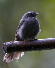 Beautiful bird of bird white-throated fantail (Rhipidura albicollis) on deep rainforest jungle
