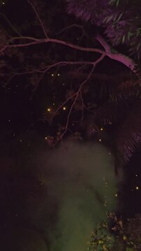 Vertical video of colorful fireworks exploding in night sky above tree silhouettes during Diwali festival celebration. Low angle view.