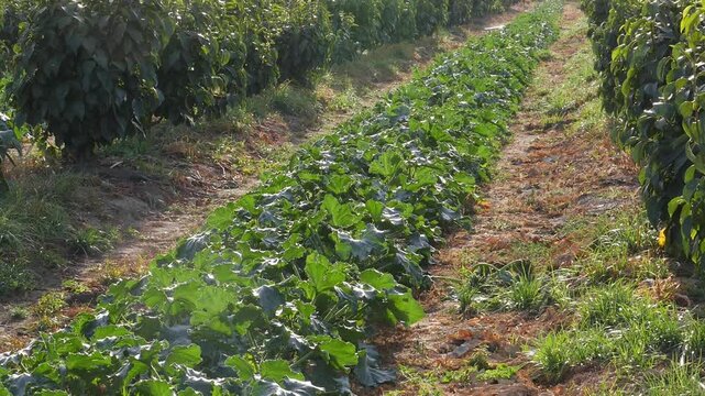 Rows of persimmon trees next to courgette crops.