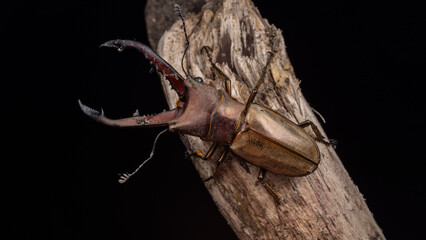 Nature wildlife image of a stag beetle (Cyclommatus montanellus) of Sabah, Borneo