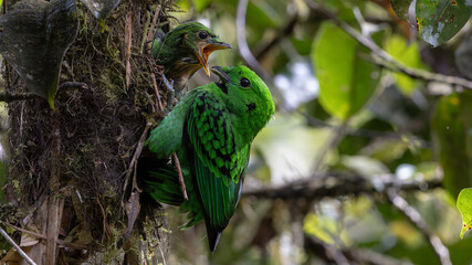 Nature wildlife image of Whitehead's Broadbill bird feeding small chick bird on bird nest. Whitehead's Broadbill bird endemic of Borneo