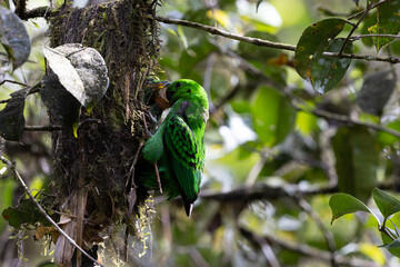 Nature wildlife image of Whitehead's Broadbill bird feeding small chick bird on bird nest. Whitehead's Broadbill bird endemic of Borneo
