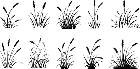Collection of black silhouette of various wheat grass and cereal plant stalks with detailed seed heads and blades against a white background © MstAnowara