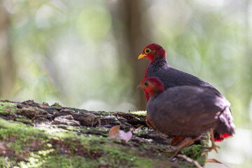 Obraz premium Nature wildlife image of Crimson-headed partridge on deep jungle rainforest, It is endemic to the island of Borneo