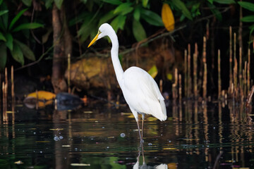 Naklejka premium great white heron