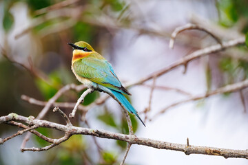 Fototapeta premium bee eater perched on branch