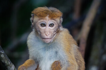 Obraz premium Portrait of a non-big monkey