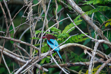 kingfisher on the branch