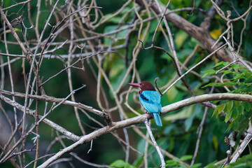 lilac breasted roller
