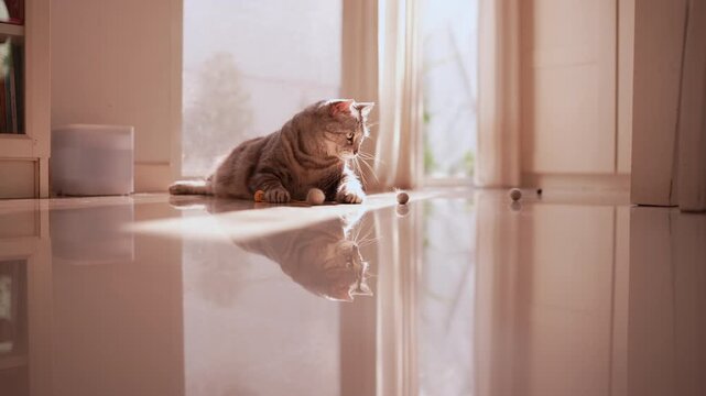 Fat grey tabby cat sunbathing by glass door, ignoring multiple small balls thrown around it in sunlit white living room