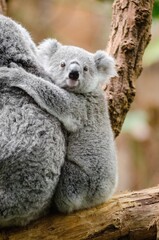 The koala mother and her baby are hugging each other on a branch. © 飞 张