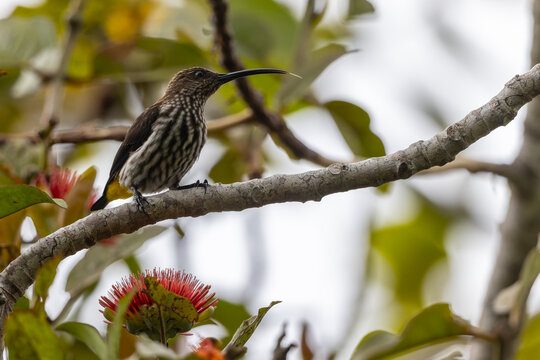 Whitehead's Spiderhunter bird endemic of borneo bird.