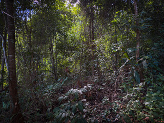 Fototapeta premium Amazing beautiful nature deep green of virgin rain forest of Sabah, Borneo
