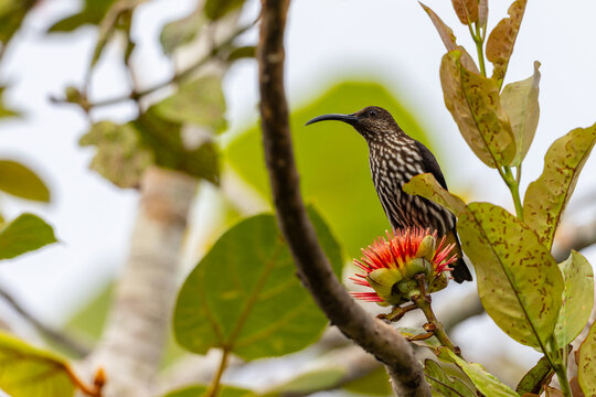 Whitehead's Spiderhunter bird endemic of borneo bird.