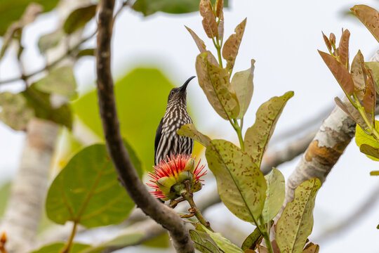 Whitehead's Spiderhunter bird endemic of borneo bird.